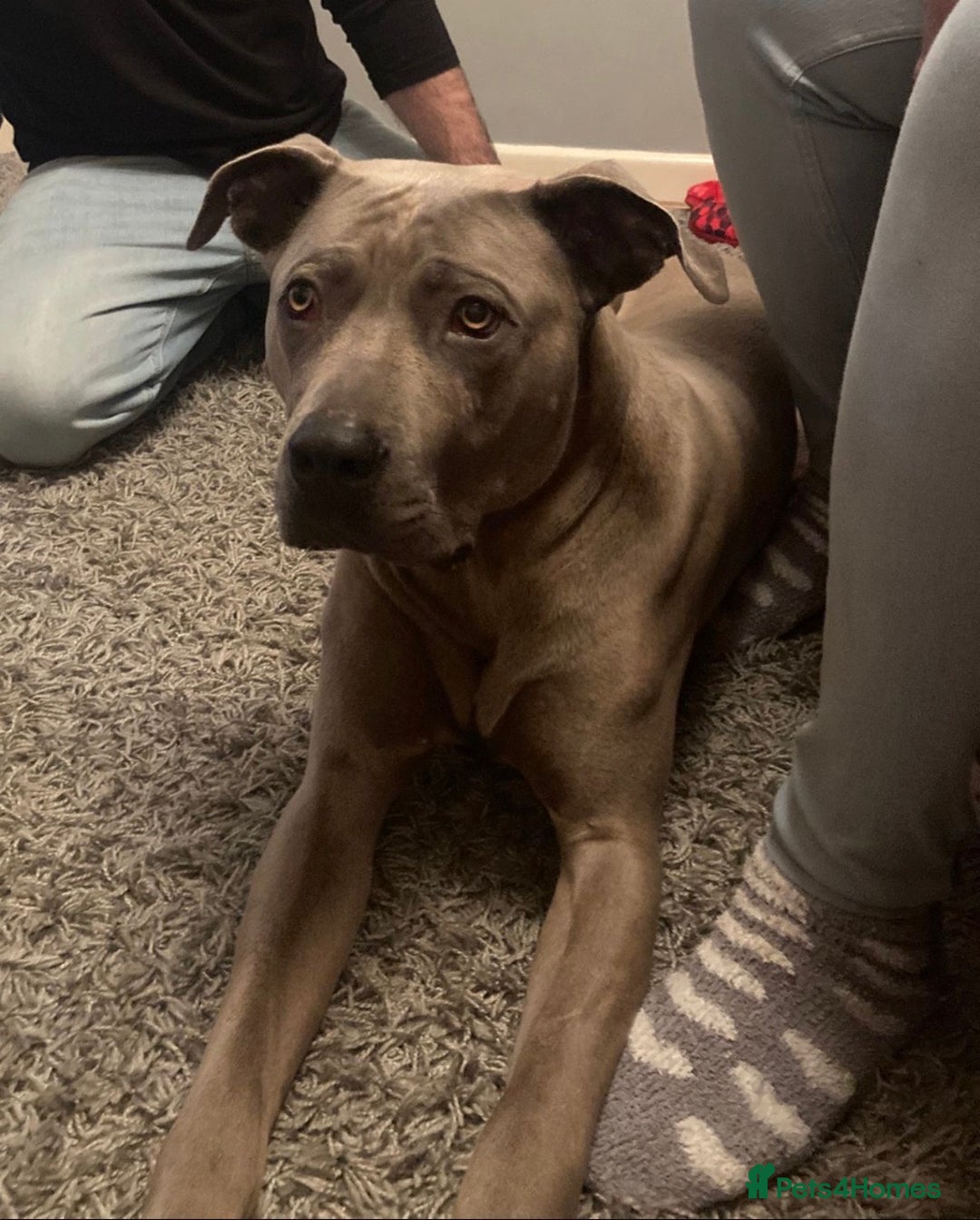 Mixed Breed dogs for sale: Cane Corso X Thai Ridgebacm - Advert 1