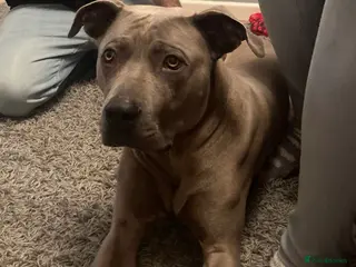 Mixed Breed dogs Cane Corso X Thai Ridgebacm - Advert 14