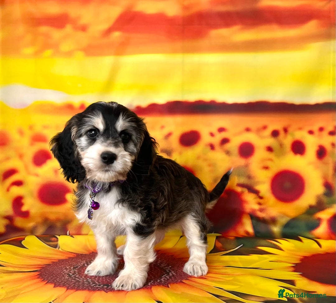 Cockapoo dogs for sale: ⭐️Rare Silver Phantom DNA CLEAR Mini F1 Cockapoos - Image 17