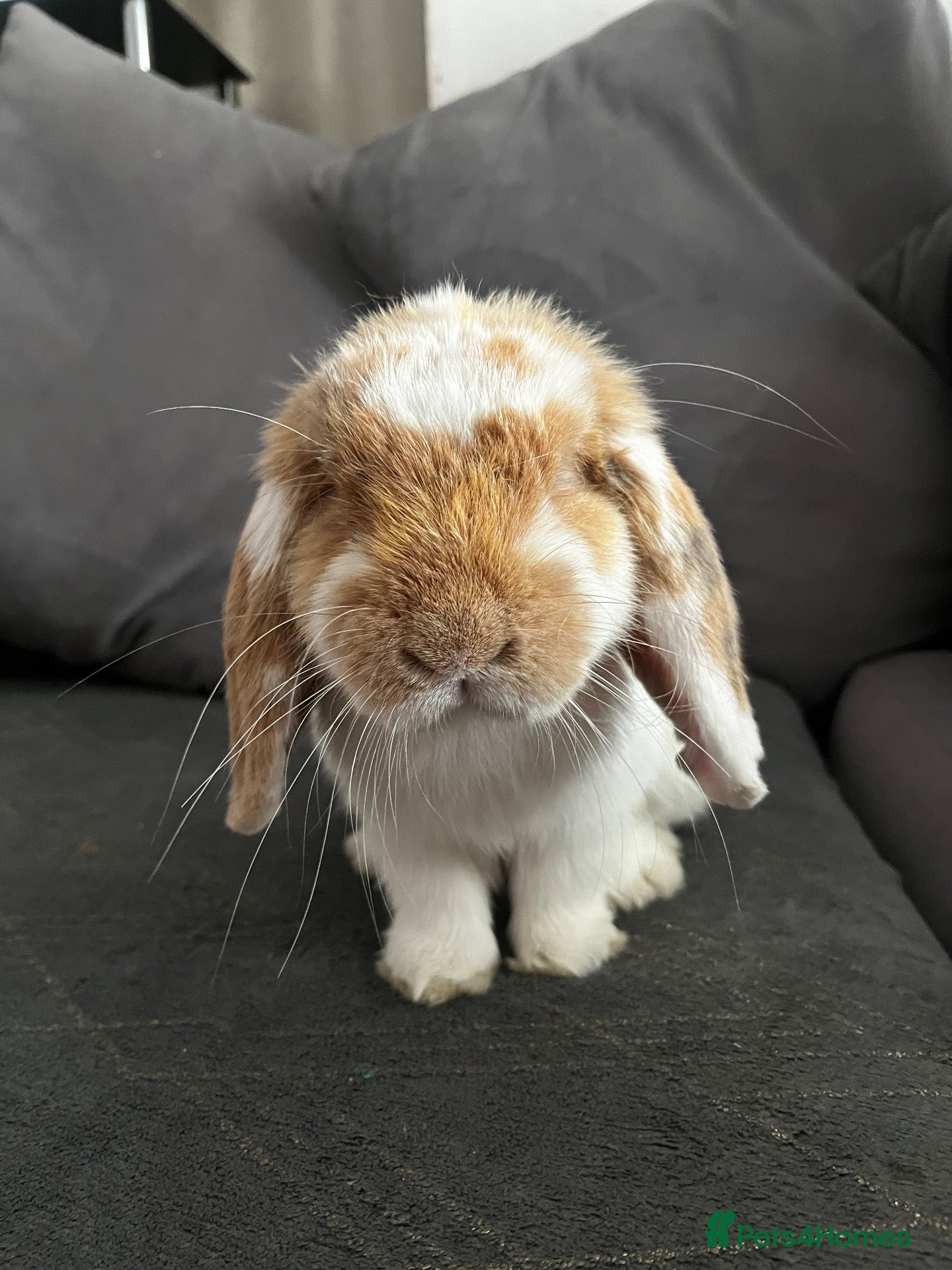 Mini Lop rabbits Patch - Advert 1
