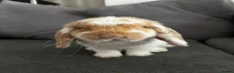 Mini Lop rabbits for sale: Patch in Liverpool - Advert 1