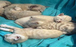 Bengal cats for sale: 7 Snow Bengal Kittens – Stunning Markings! - Image 4