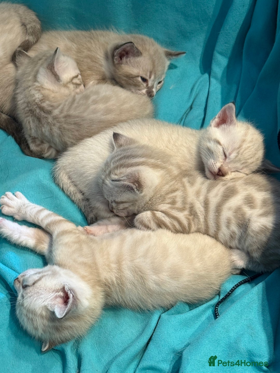 Bengal cats for sale: 7 Snow Bengal Kittens – Stunning Markings! - Image 4
