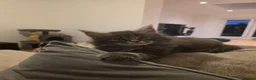 Maine Coon cats for sale: Maine coon kittens  - Advert 7