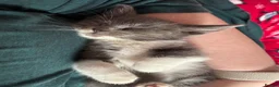 Mixed Breed cats for sale: 2 male kittens  - Advert 2
