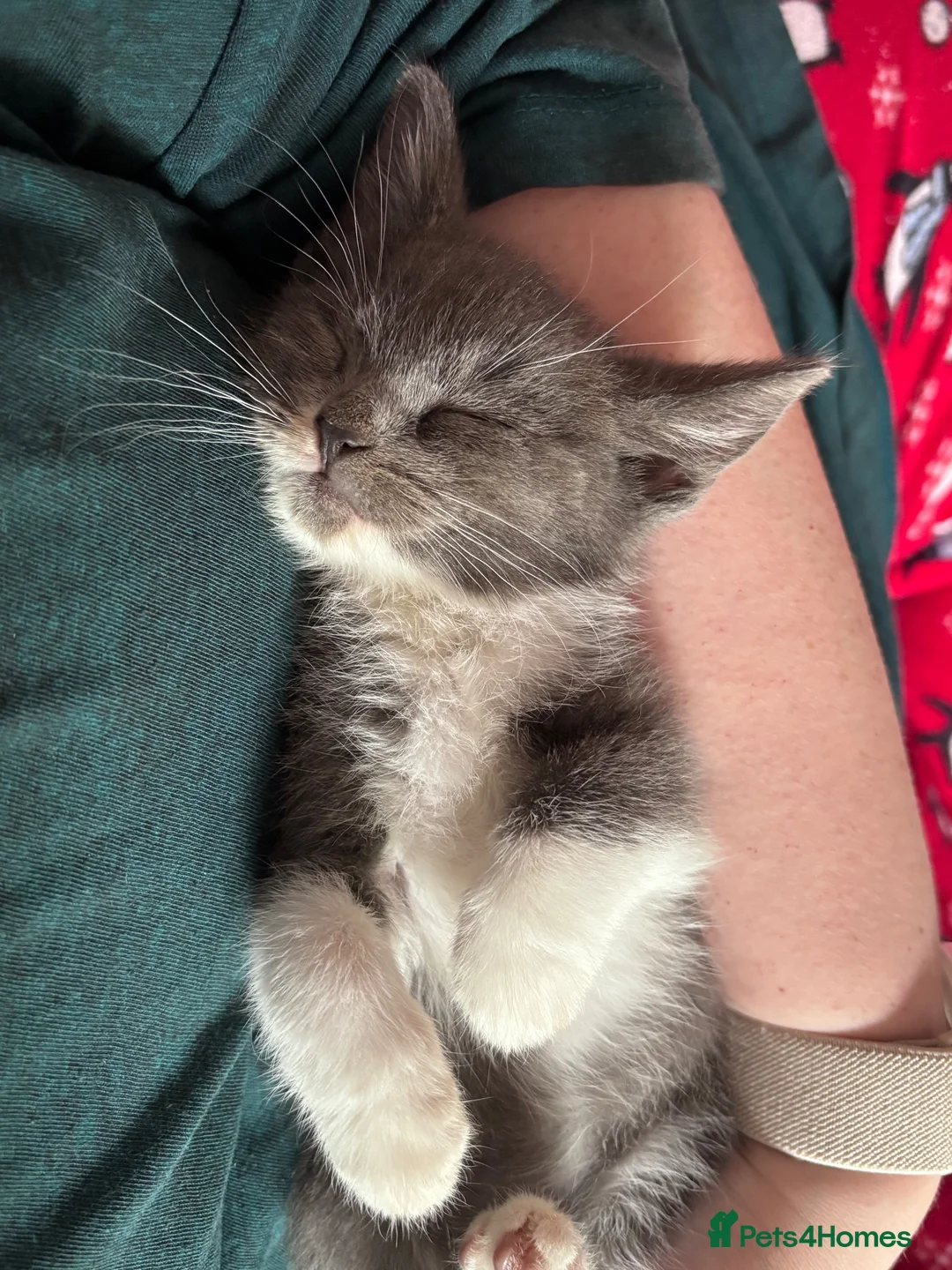 Mixed Breed cats for sale: 2 male kittens  - Advert 2