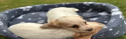 Cocker Spaniel dogs for sale: Cocker spaniel  - Advert 10