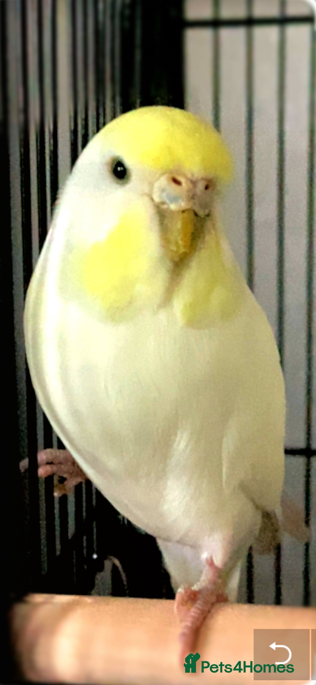 Budgerigars birds for sale: BUDGIE FREE TO A GOOD HOME  - Advert 1