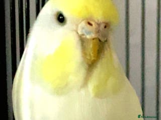 Budgerigars birds BUDGIE FREE TO A GOOD HOME - Advert 1