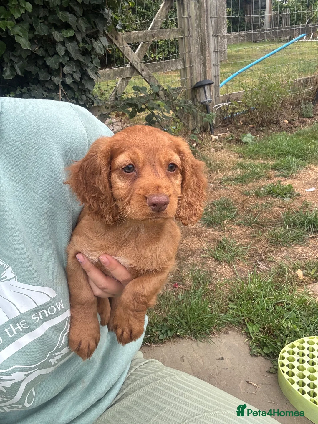 Cocker Spaniel dogs for sale: Working Cocker Spaniel Puppies - Advert 2