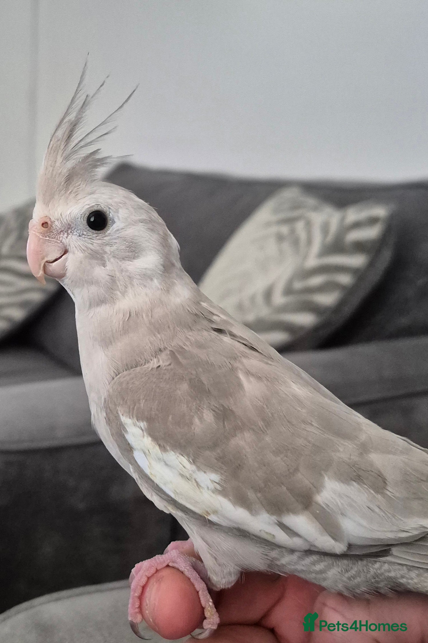 Cockatiels birds Cockatiel - Advert 2