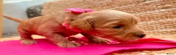 Labradoodle dogs for sale: Gorgeous Apricot & Red Labradoodle Puppies. in Manchester - Advert 6