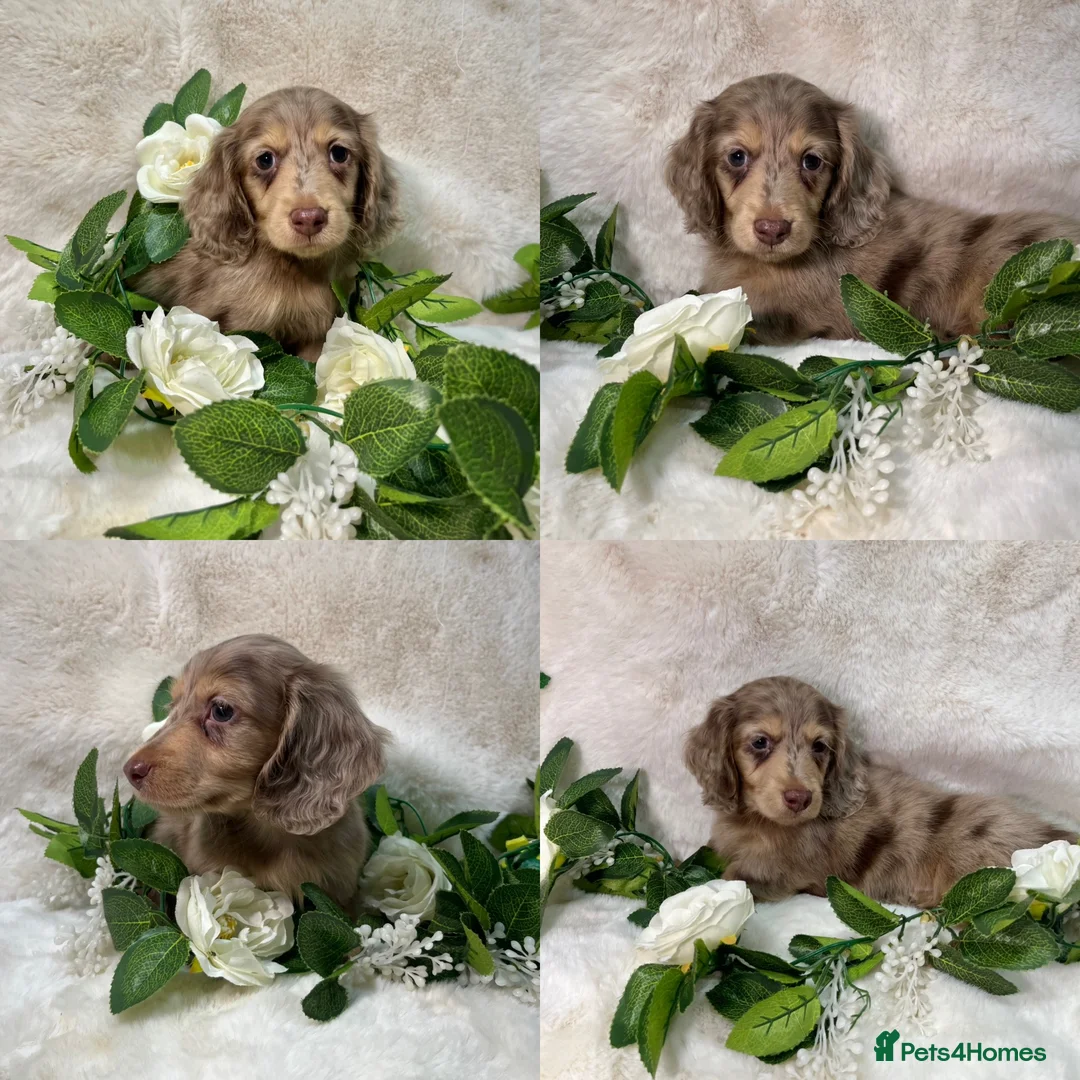 Miniature Dachshund dogs for sale: MINIATURE LONGHAIRED DACHSHUND KC REGISTERED BOYS  - Advert 13