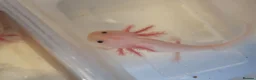 Axolotl reptiles for sale: Baby axolotls  - Advert 1