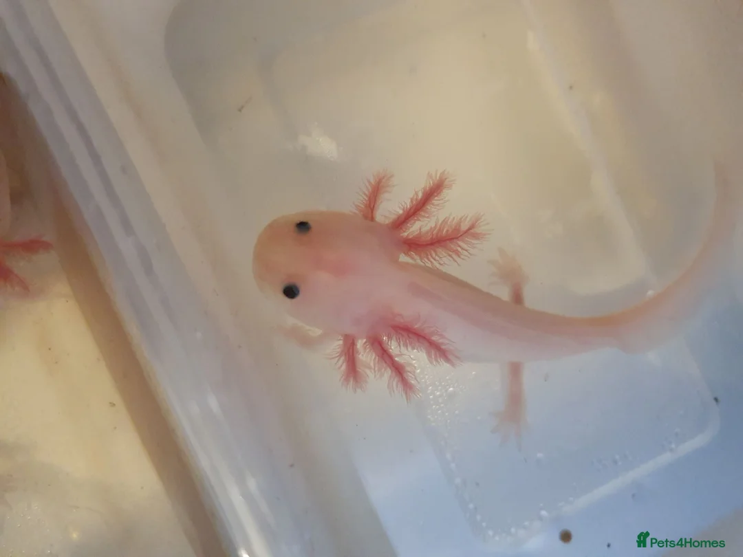 Axolotl reptiles for sale: Baby axolotls  - Advert 1