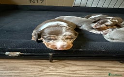 Miniature Dachshund dogs for sale: Beautiful kc mini dachshunds  - Image 23