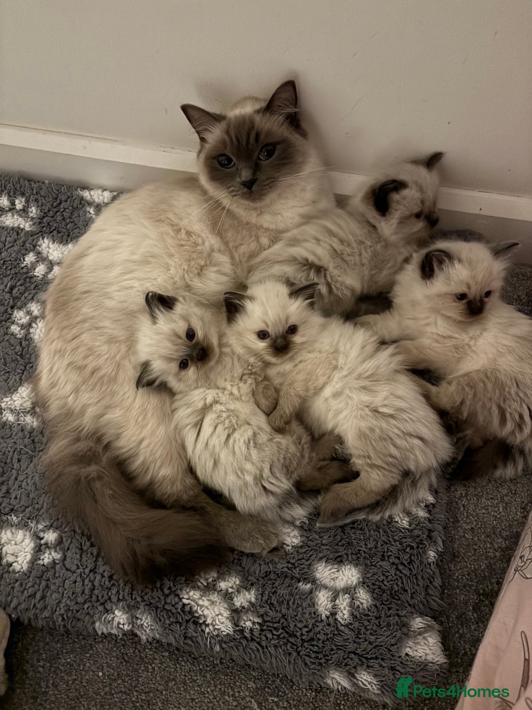 Ragdoll cats for sale: New kittens on the block  - Advert 1