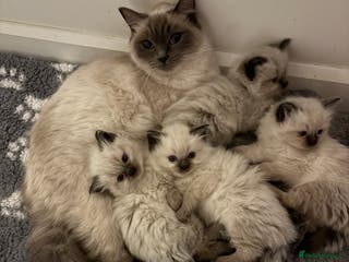 Ragdoll cats New kittens on the block - Advert 7