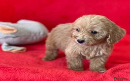 Cockapoo dogs for sale: Adorable cockapoo pups - Image 10