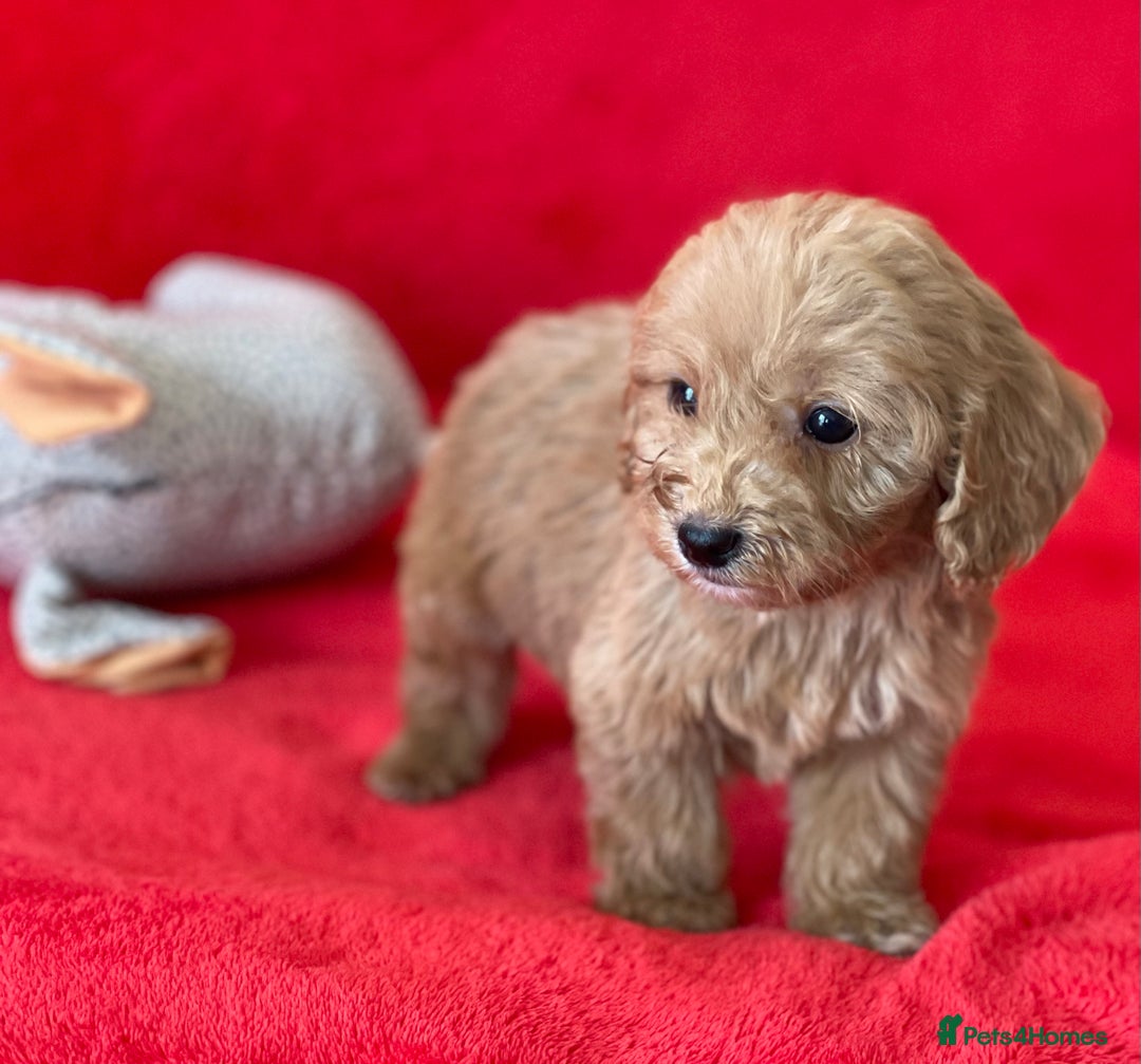 Cockapoo dogs for sale: Adorable cockapoo pups - Image 10
