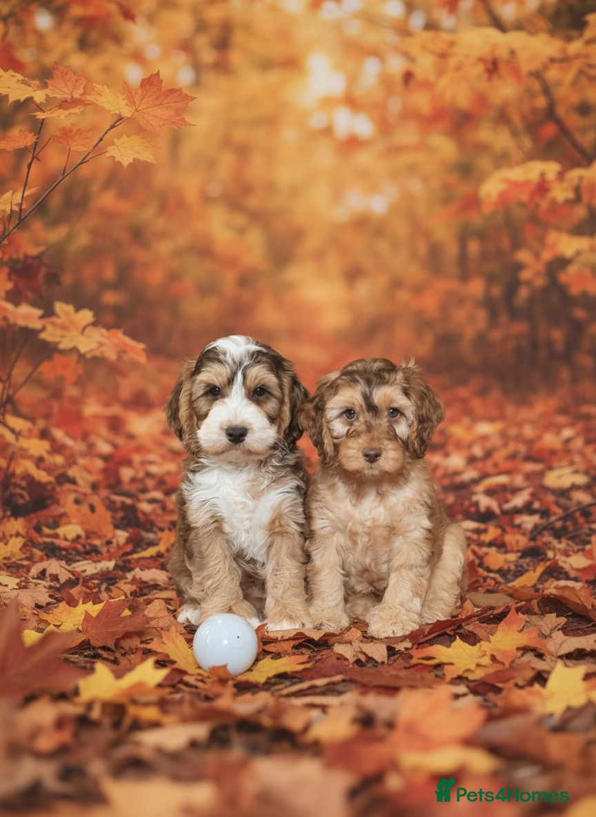 Cockapoo dogs Beautiful show cockapoo pups  - Advert 8