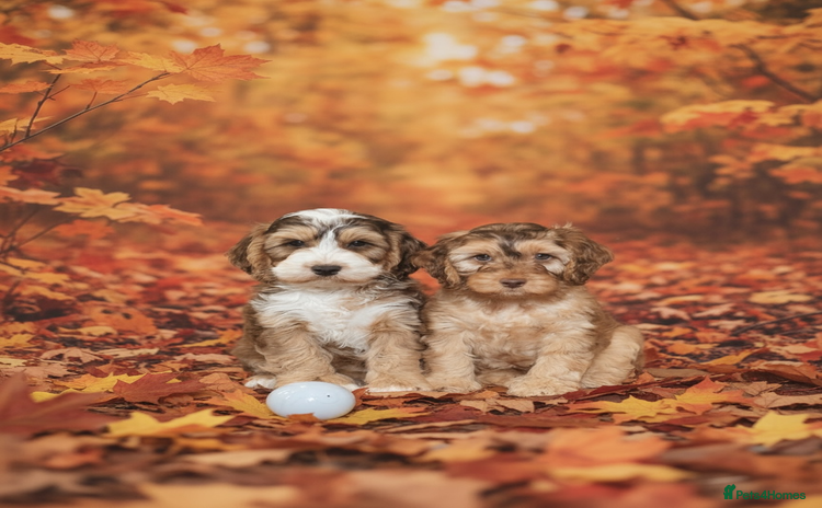 Cockapoo dogs - Advert 29