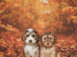 Cockapoo dogs - Advert 4