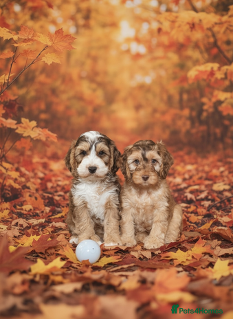 Cockapoo dogs - Advert 8