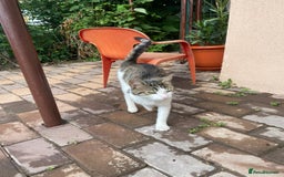Mixed Breed cats for adoption: NOSE - a Lovely boy, for a Loving Home - Image 12