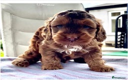 Cockapoo dogs for sale: Beautiful Little Toy Cockapoo - Image 1