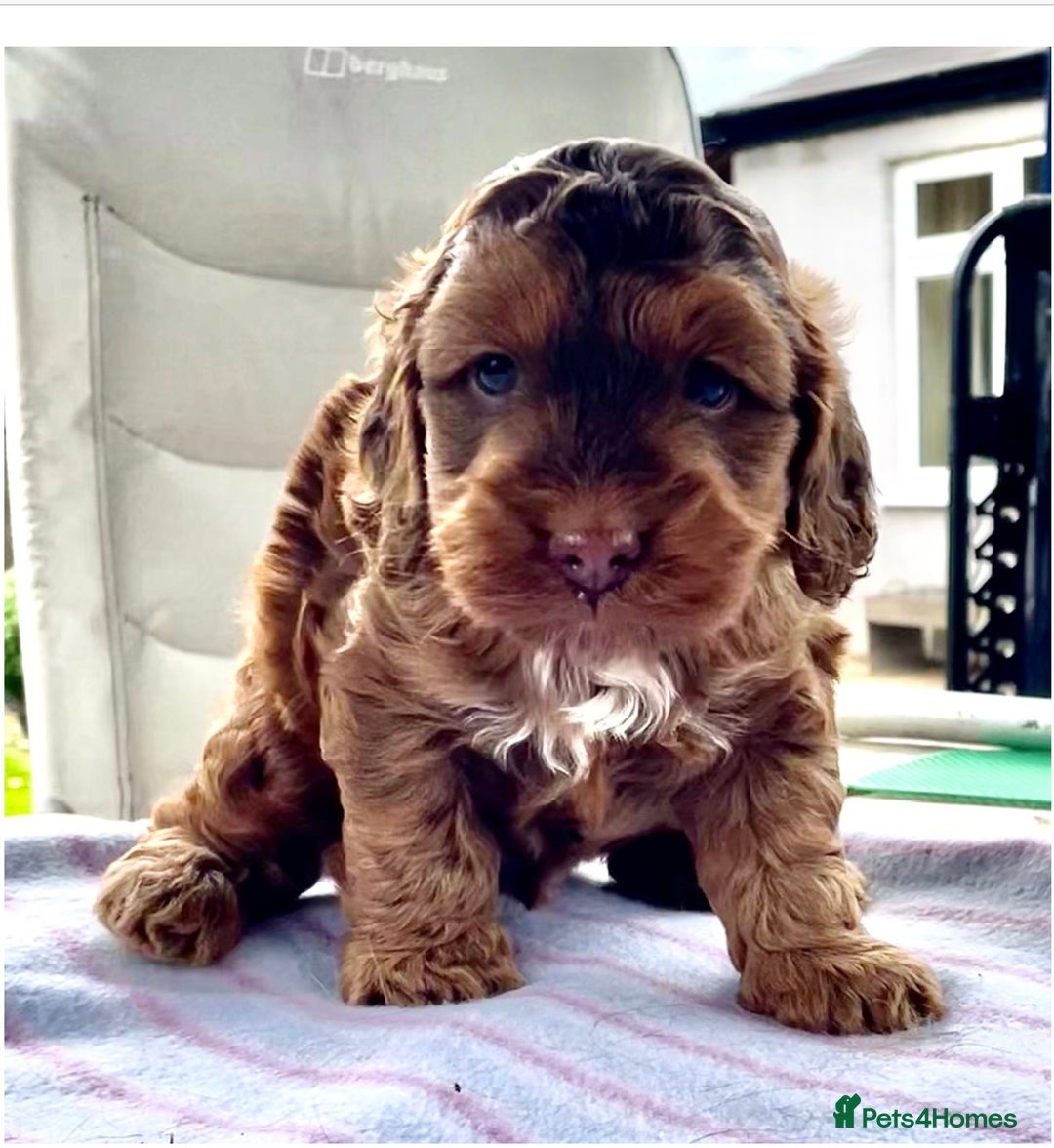 Cockapoo dogs for sale: Beautiful Little Toy Cockapoo - Image 1