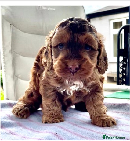 Cockapoo dogs - Advert 1