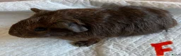 Guinea Pig rodents for sale: Lovely guinea pig babies  - Advert 11