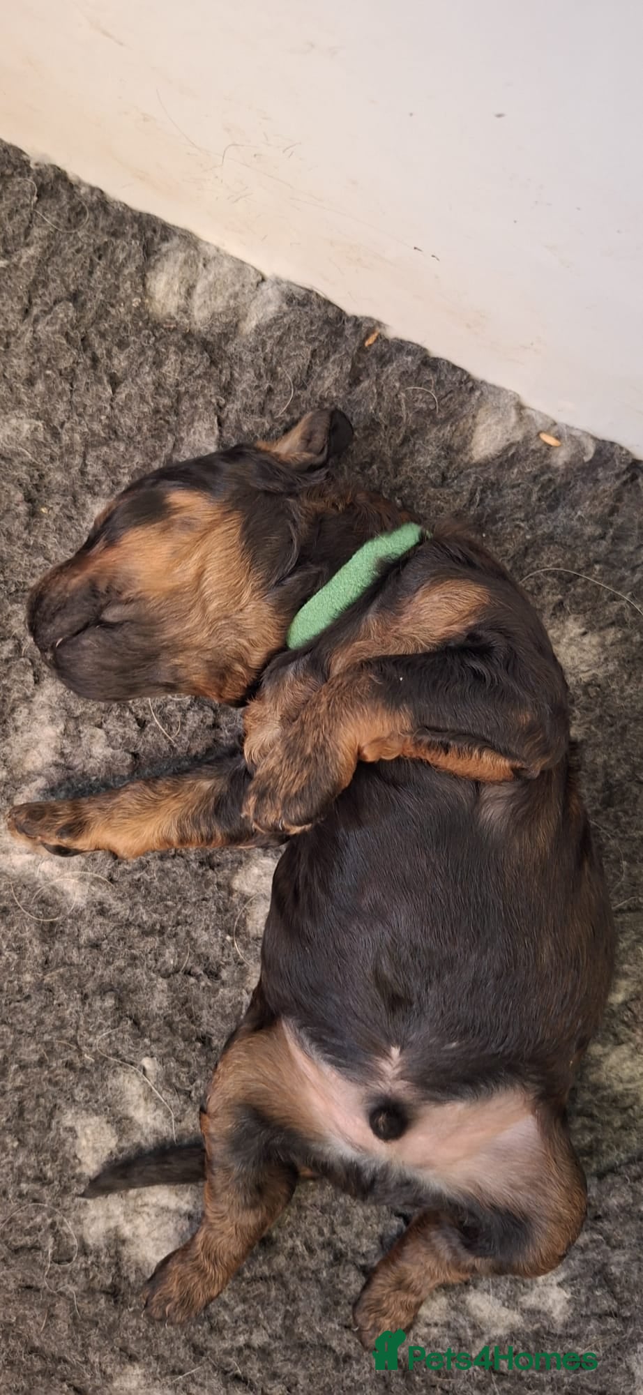 Mixed Breed dogs Rottweiler x standard poodle Rottle F1b - Advert 1