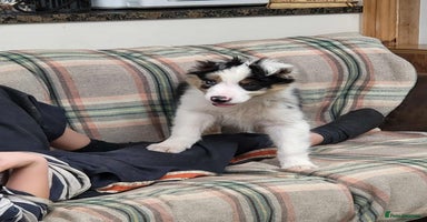 Mixed Breed dogs 1 Beautiful puppy left out of 7 . - Advert 3