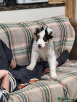 Mixed Breed dogs 1 Beautiful puppy left out of 7 . - Advert 3