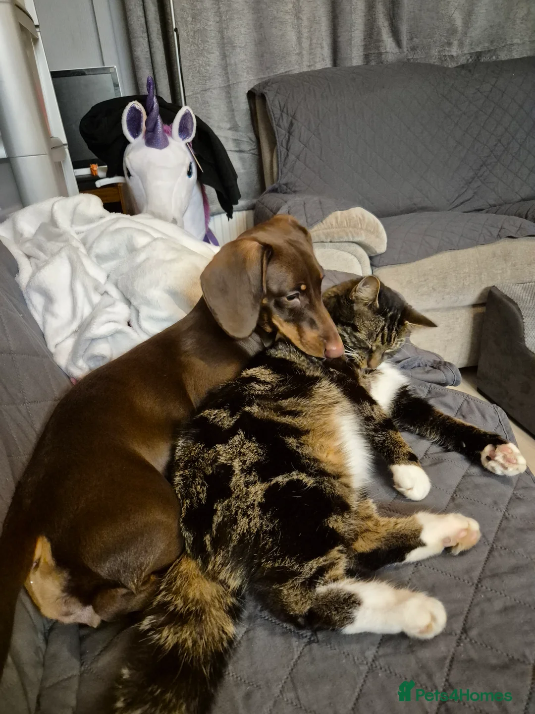 Miniature Dachshund dogs for sale: 8 month Female Miniature Dachshund - Advert 4