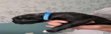 Cane Corso 2 blue collar