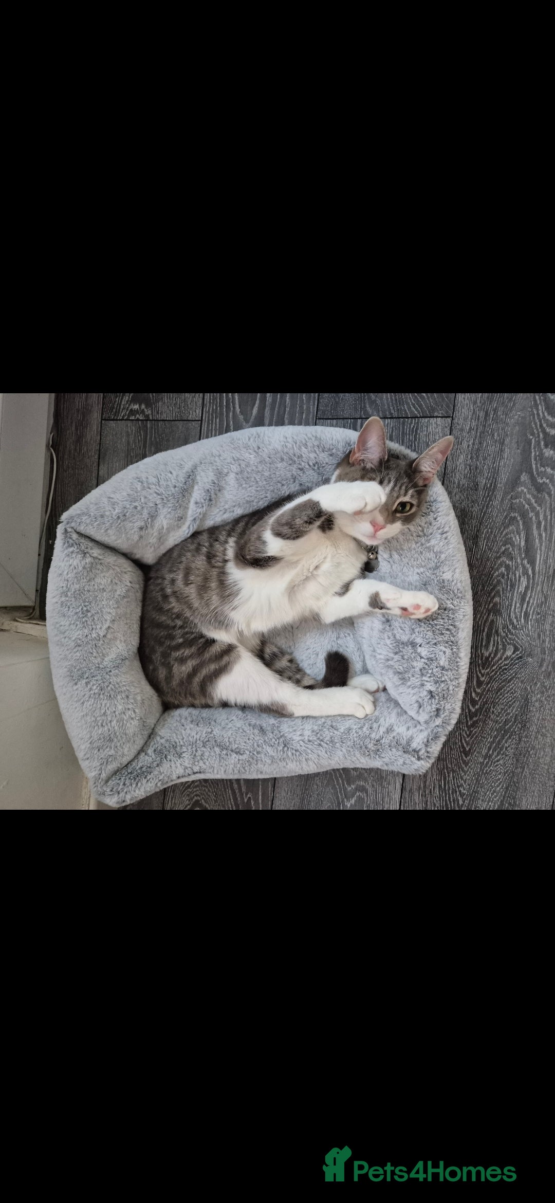 British Shorthair cats for sale: Beautiful grey and white 1 year old cat for sale. - Image 2