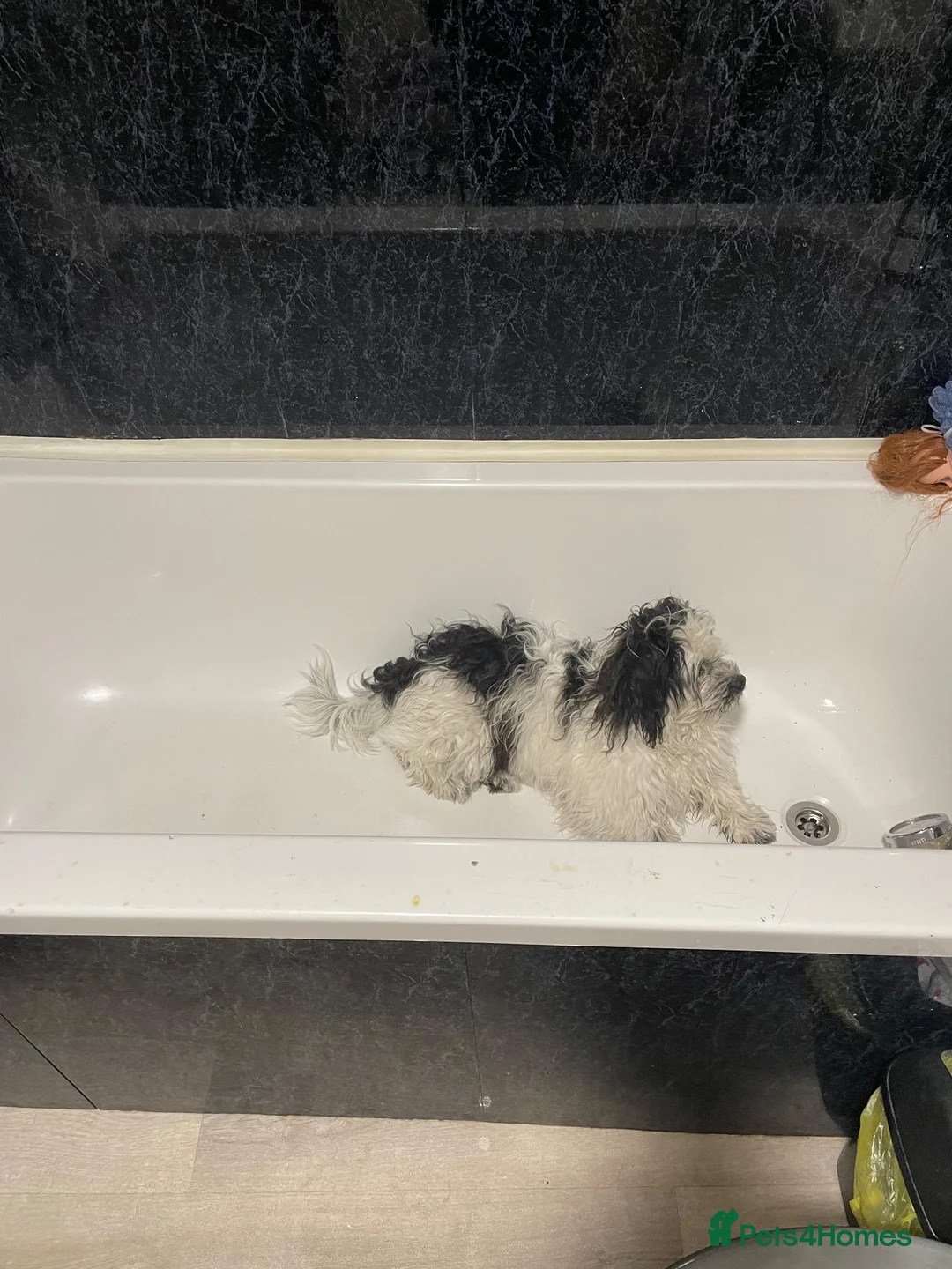 Shih Tzu dogs for sale: Shih Tzu male dog for sale - Advert 4
