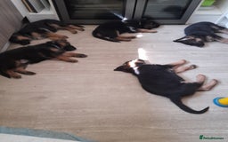 German Shepherd dogs for sale: German Shepherd Puppies for Sale - Image 8
