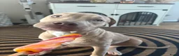 Mixed Breed dogs for sale: female mixed breed dog  in Knottingley - Advert 3