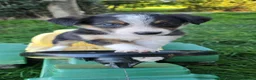 Border Collie dogs for sale: 8 Absolutely stunning Puppies Looking for new home in Montgomery - Advert 17