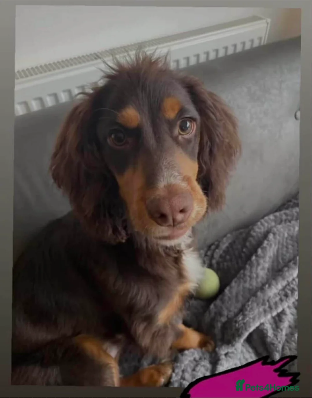 Cocker Spaniel dogs for sale: 4 beautiful cocker spaniel puppies - Advert 14