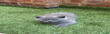 British Shorthair Kitten 1
