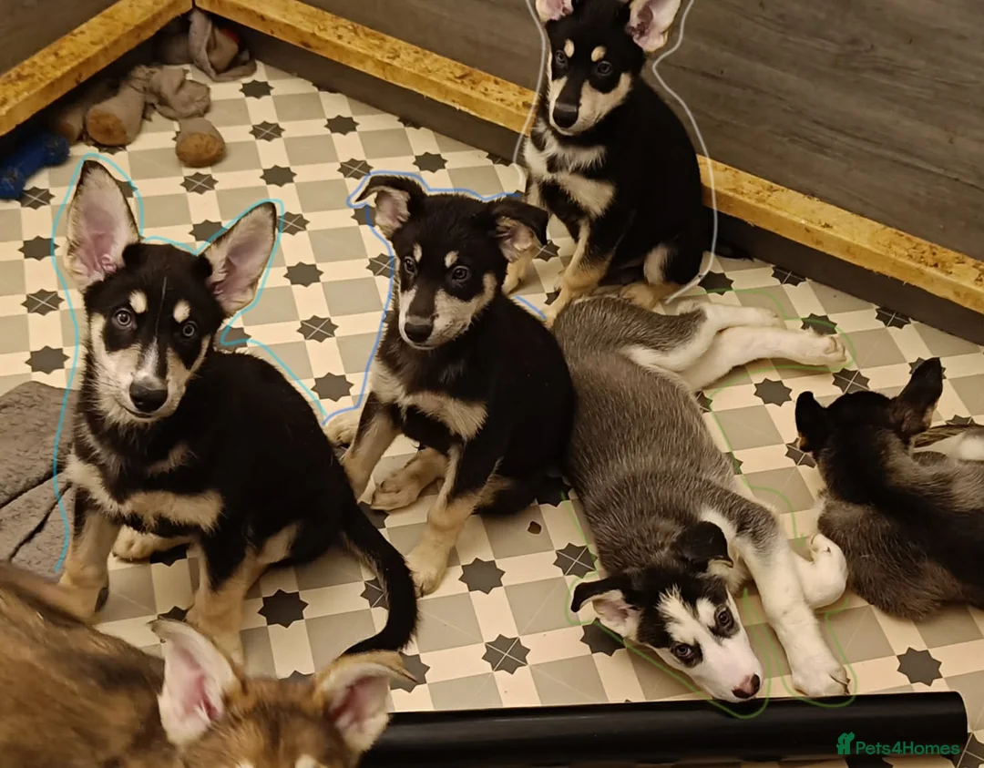 Shepsky dogs for sale: NOW £650 3 REMAINING shepsky puppies available - Advert 14