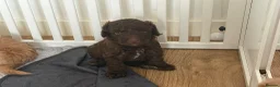 Labradoodle dogs for sale: Multigen labradoodle puppies - Advert 23