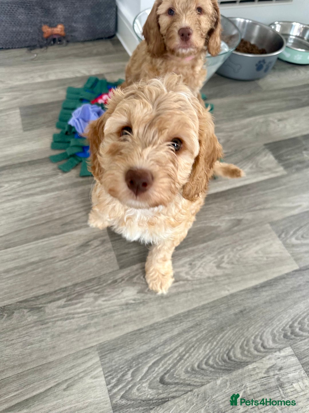 Cockapoo dogs for sale: - 3 Cockapoo Puppies - ! collect today ! Chester - - Image 17