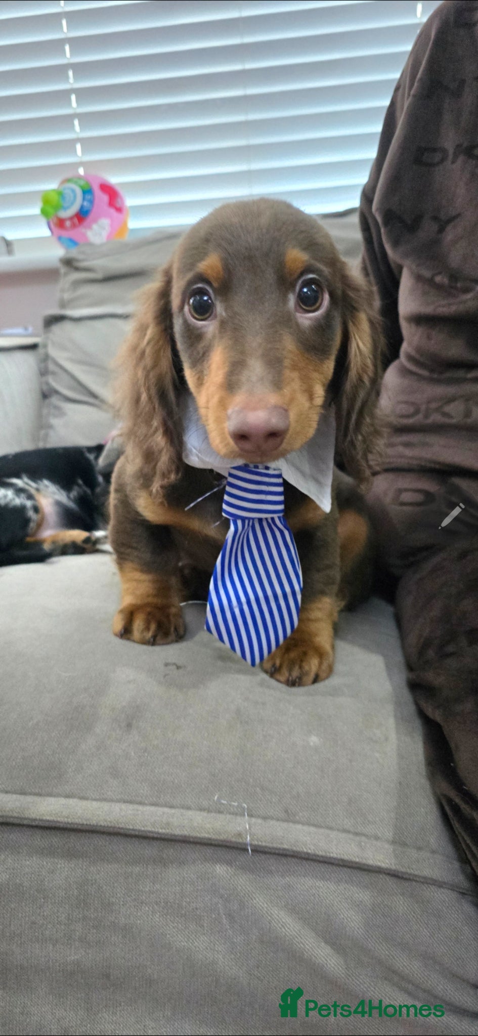 Miniature Dachshund dogs Longhair Miniature Dashounds. - Advert 3