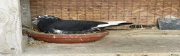 Mixed Breed birds for sale: Pigeon Pair for Rehoming  in Burntwood - Advert 3